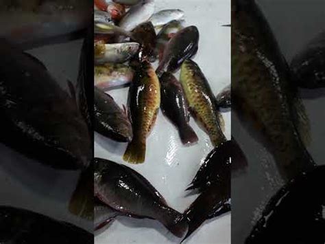 fish png|Iba pa.